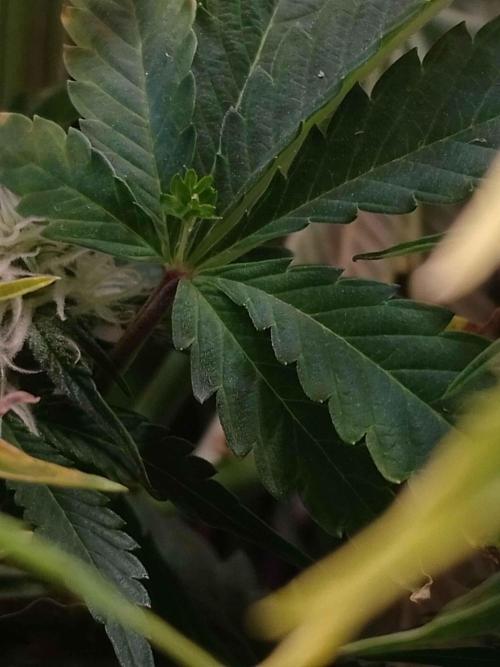 👑🦍Royal Gorilla Auto RQS🦁. Week 7