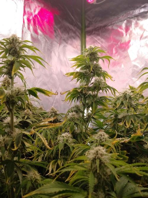 👑🦍Royal Gorilla Auto RQS🦁. Week 7