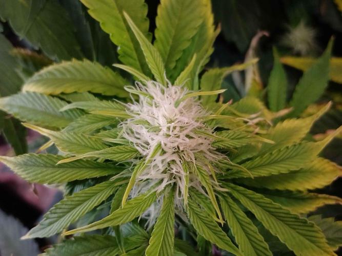 👑🦍Royal Gorilla Auto RQS🦁. Week 7