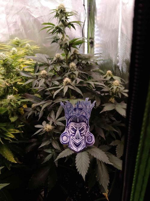 🥦Cime di Rap🥦 Zamnesia. Week 7