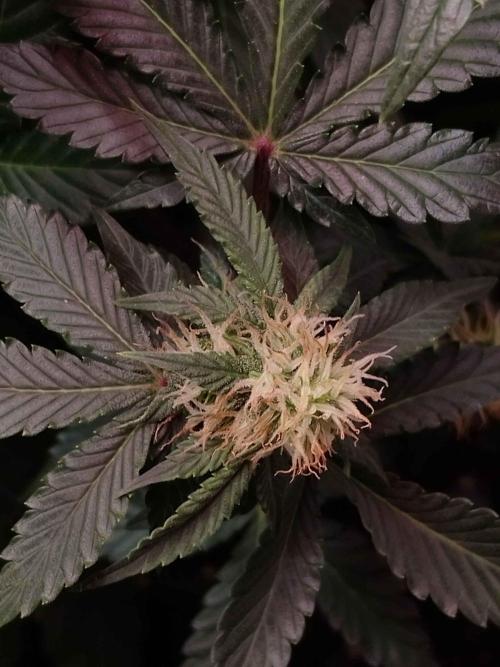 🥦Cime di Rap🥦 Zamnesia. Week 7
