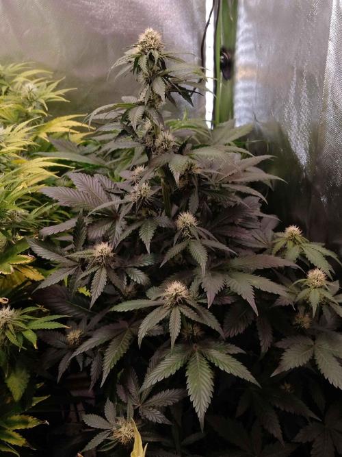 🥦Cime di Rap🥦 Zamnesia. Week 7