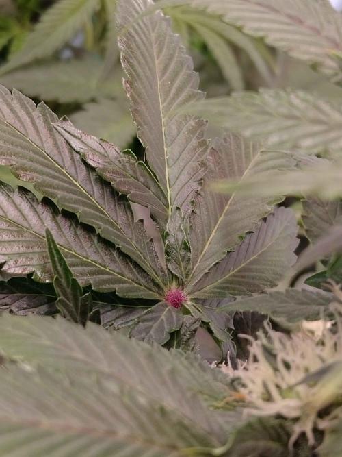 🥦Cime di Rap🥦 Zamnesia. Week 7
