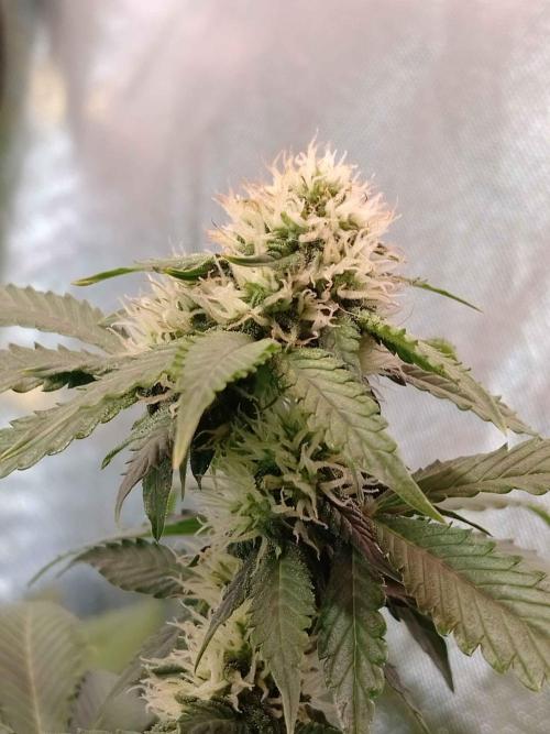🥦Cime di Rap🥦 Zamnesia. Week 7