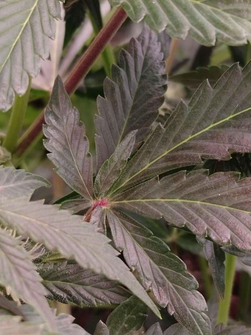 🥦Cime di Rap🥦 Zamnesia. Week 7