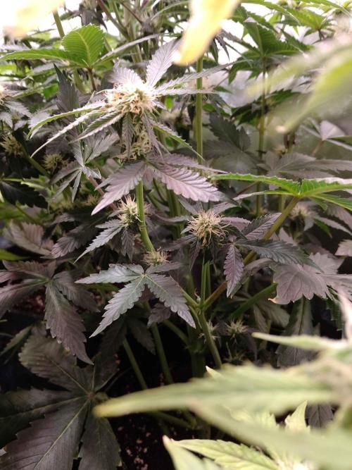 🥦Cime di Rap🥦 Zamnesia. Week 7