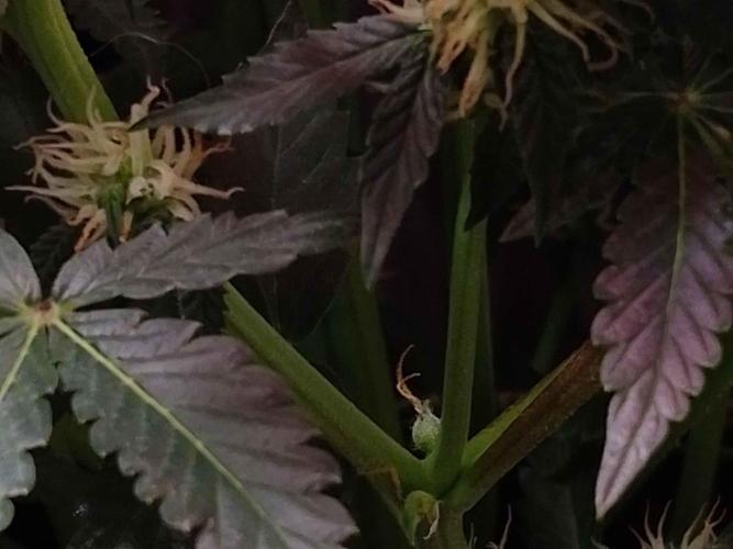 🥦Cime di Rap🥦 Zamnesia. Week 7