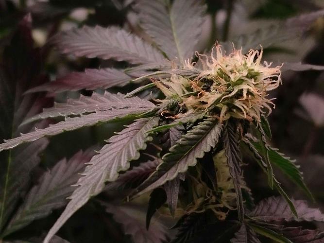 🥦Cime di Rap🥦 Zamnesia. Week 7