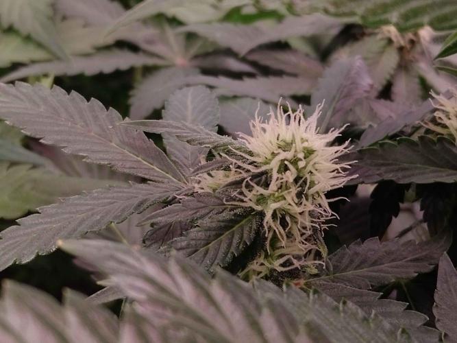 🥦Cime di Rap🥦 Zamnesia. Week 7