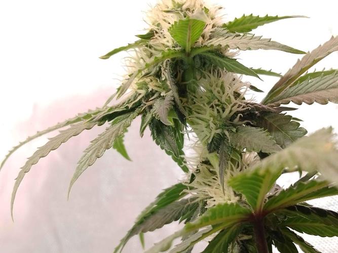 🥦Cime di Rap🥦 Zamnesia. Week 7