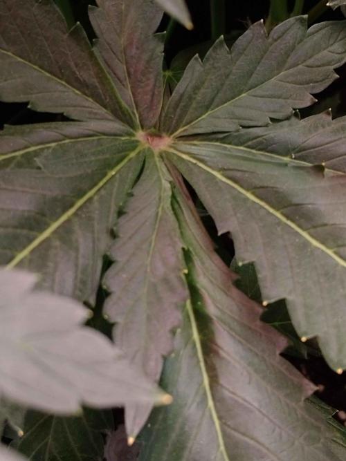🥦Cime di Rap🥦 Zamnesia. Week 7