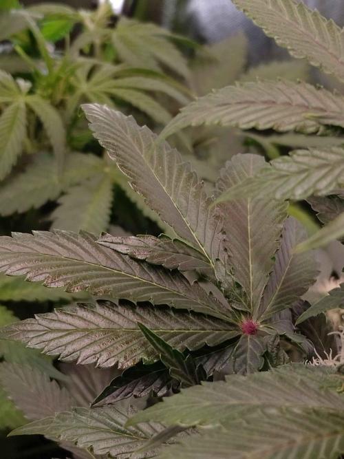 🥦Cime di Rap🥦 Zamnesia. Week 7