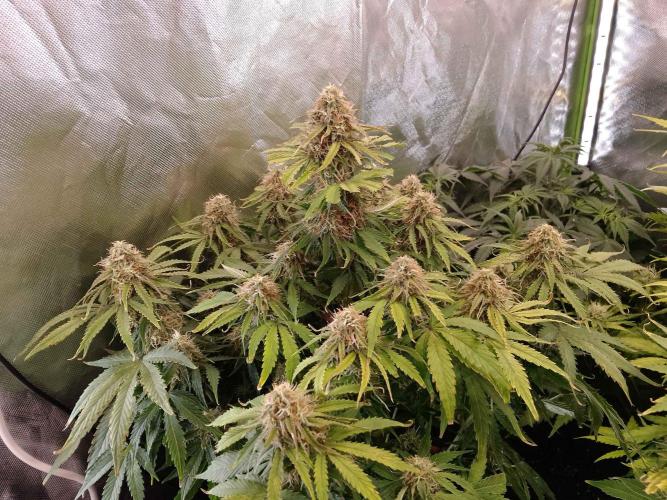 🛸Milky Way F1 RQS🦁. Week 9