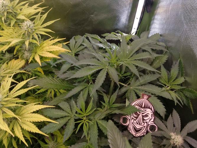 Zamnesia🍯Sticky Broccoli🥦EGC2026. Week 5