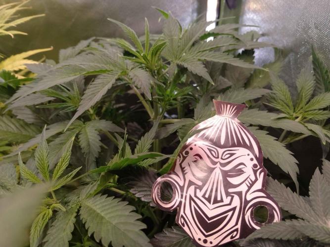 Zamnesia🍯Sticky Broccoli🥦EGC2026. Week 5