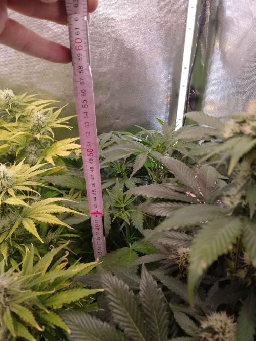 Zamnesia🍯Sticky Broccoli🥦EGC2026. Week 5