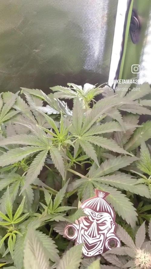 Zamnesia🍯Sticky Broccoli🥦EGC2026