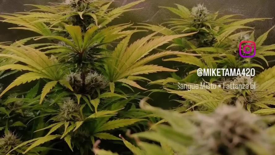 🧠💭Amnesia Haze Auto RQS🦁