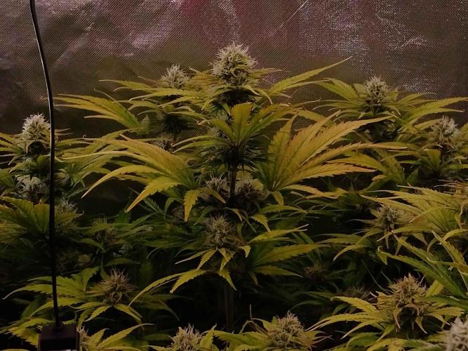 🧠💭Amnesia Haze Auto RQS🦁. Week 8