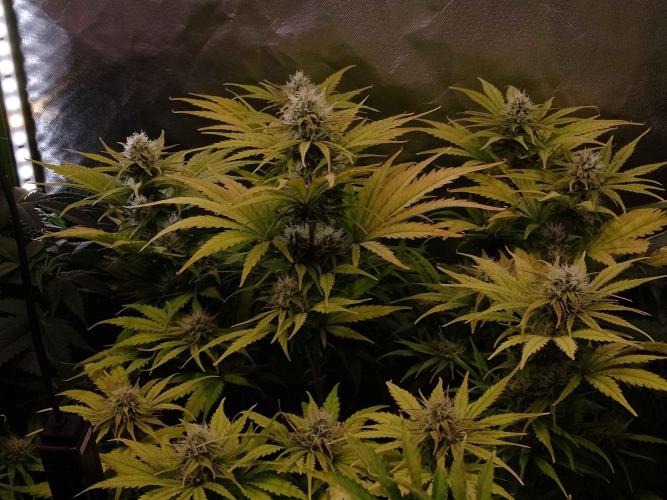 🧠💭Amnesia Haze Auto RQS🦁. Week 8