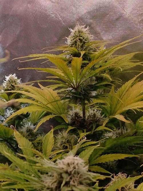 🧠💭Amnesia Haze Auto RQS🦁. Week 8