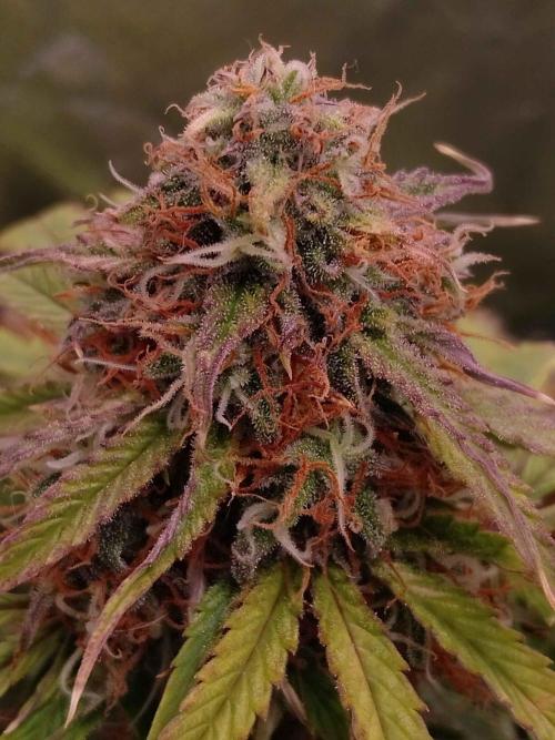 🛸Milky Way F1 RQS🦁. Week 10