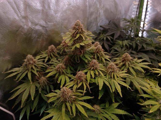 🛸Milky Way F1 RQS🦁. Week 10