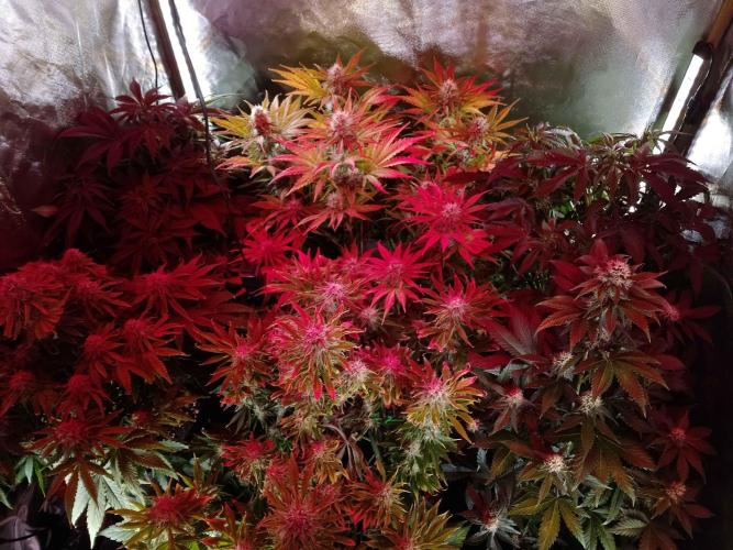 🛸Milky Way F1 RQS🦁. Week 10