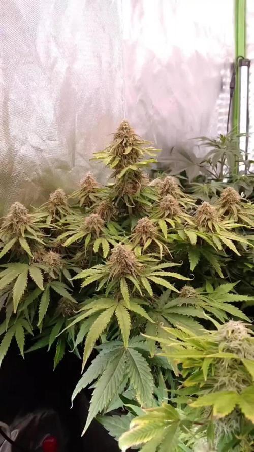 🛸Milky Way F1 RQS🦁