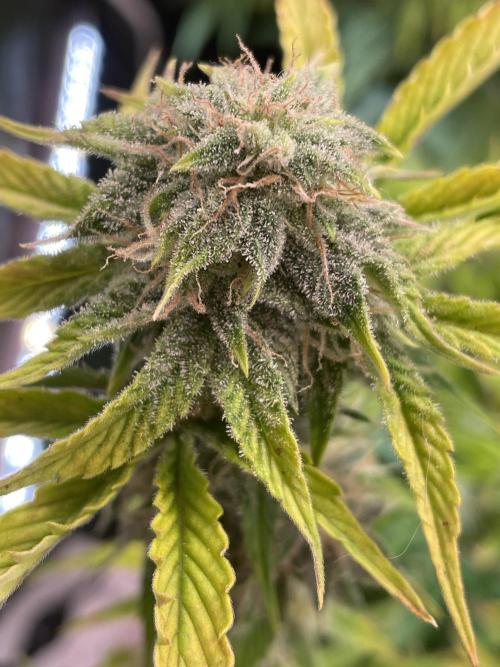 IGrowCan Sherbet Queen Auto RQS. Week 7