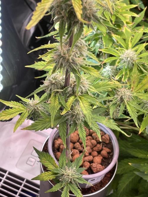 IGrowCan Sherbet Queen Auto RQS. Week 7