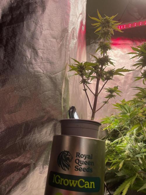 IGrowCan Sherbet Queen Auto RQS. Week 7