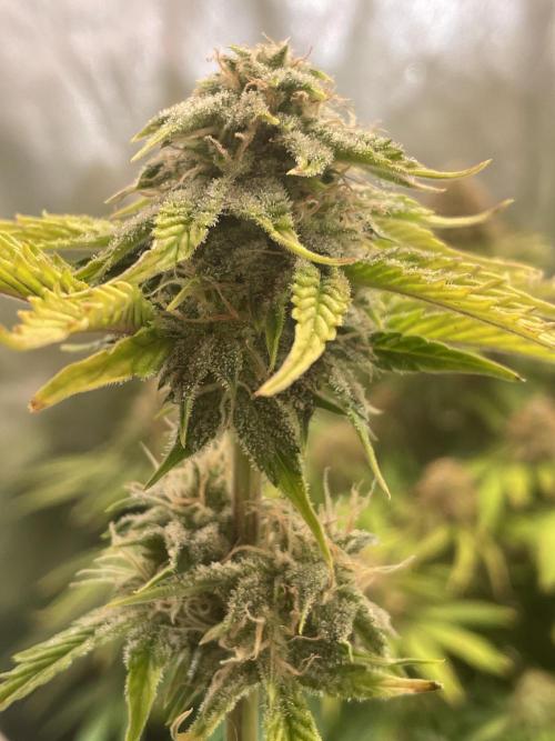 IGrowCan Sherbet Queen Auto RQS. Week 7