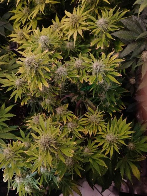 👑🦍Royal Gorilla Auto RQS🦁. Week 8