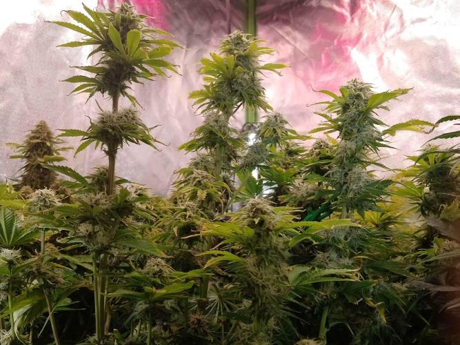 👑🦍Royal Gorilla Auto RQS🦁. Week 8