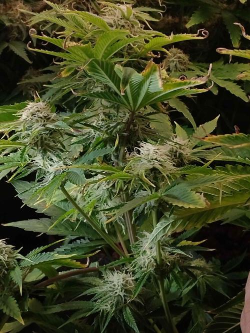 👑🦍Royal Gorilla Auto RQS🦁. Week 8