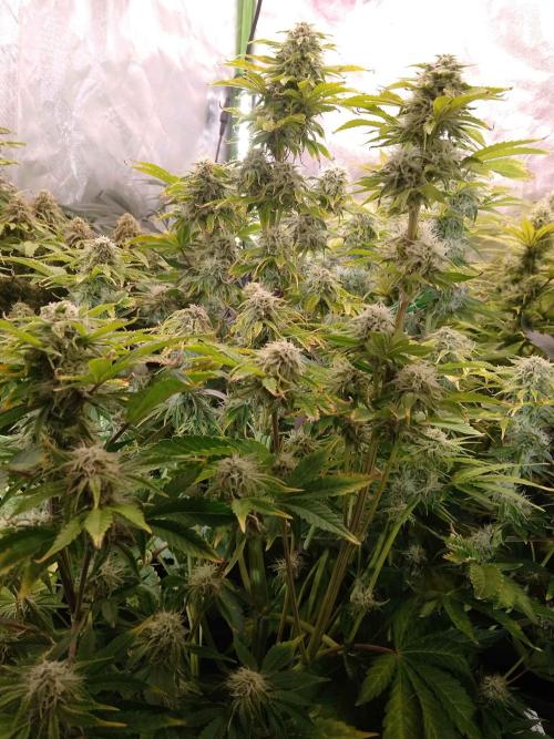 👑🦍Royal Gorilla Auto RQS🦁. Week 8