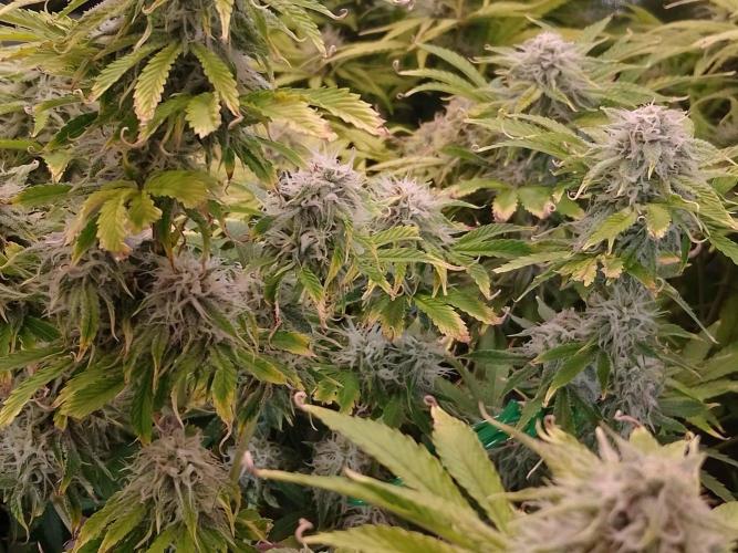 👑🦍Royal Gorilla Auto RQS🦁. Week 8