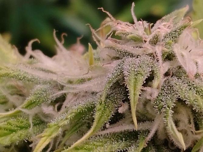 👑🦍Royal Gorilla Auto RQS🦁. Week 8