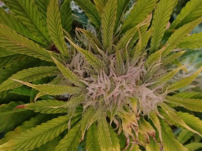 👑🦍Royal Gorilla Auto RQS🦁. Week 8