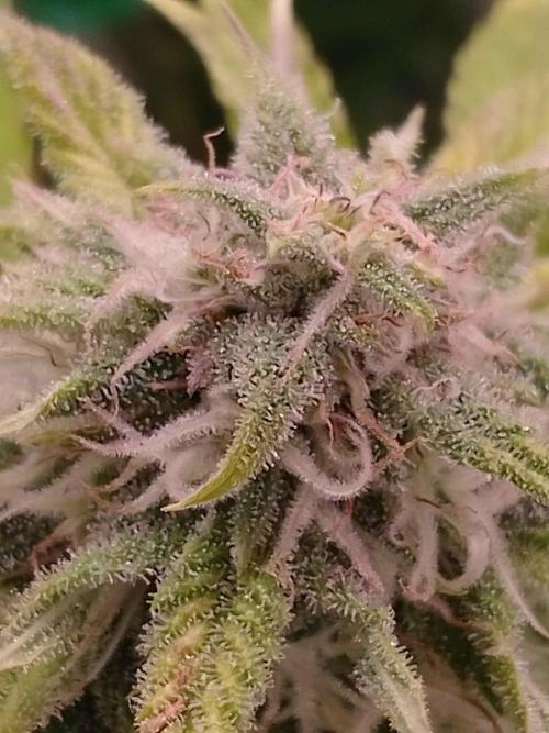 Royal Gorilla Automatic. Week 8