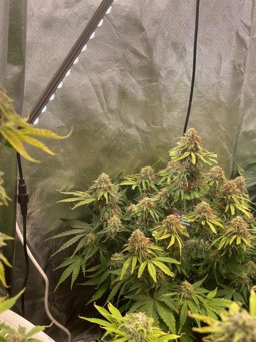 🛸Milky Way F1 RQS🦁. Week 10