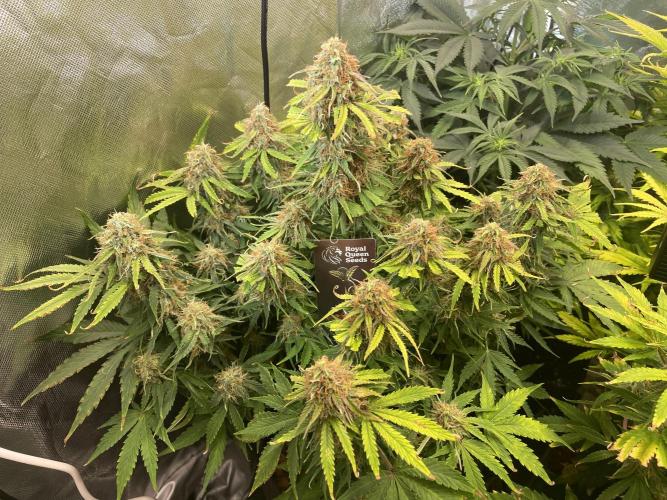 🛸Milky Way F1 RQS🦁. Week 10
