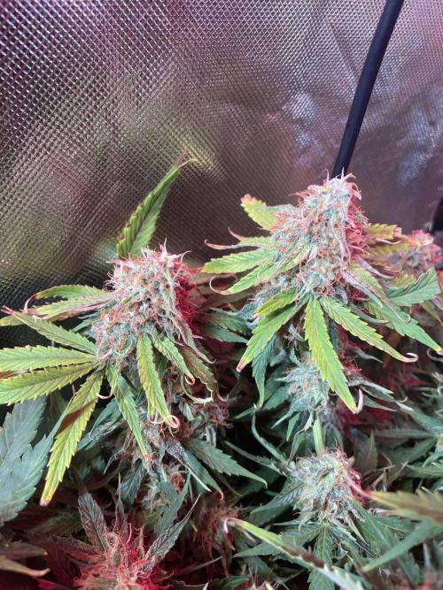 🛸Milky Way F1 RQS🦁. Week 10