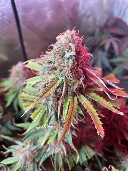 🛸Milky Way F1 RQS🦁. Week 10