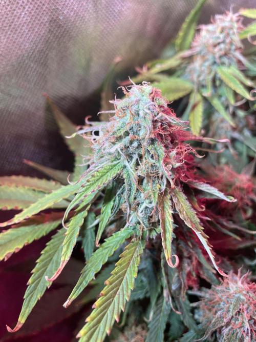 🛸Milky Way F1 RQS🦁. Week 10