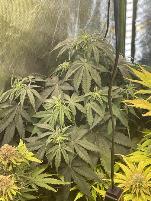 🍦Gelato Auto Zamnesia. Week 6