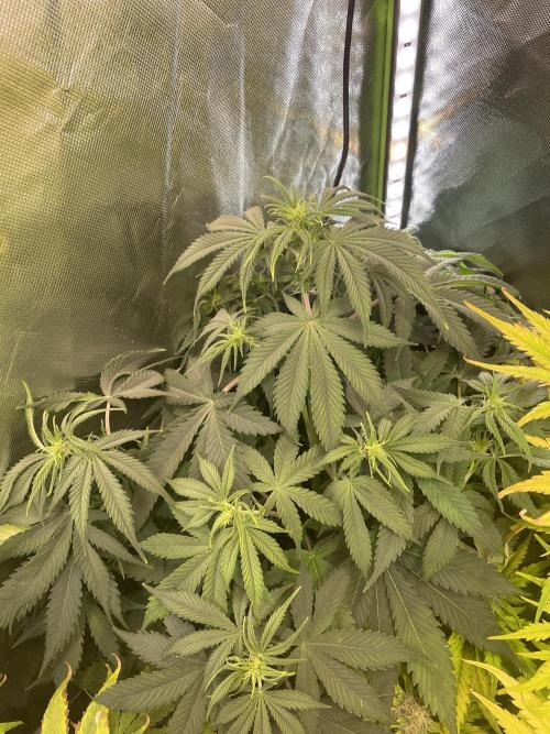 🍦Gelato Auto Zamnesia. Week 6