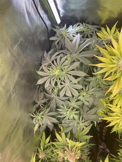 🍦Gelato Auto Zamnesia. Week 6