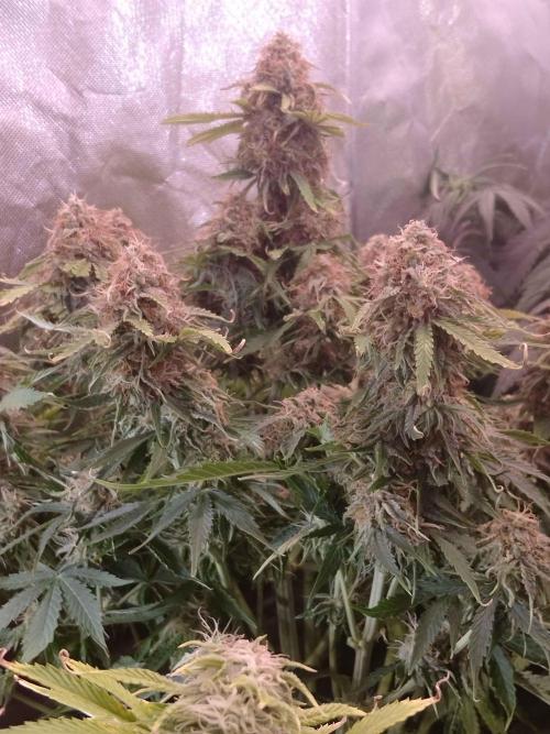 🛸Milky Way F1 RQS🦁. Week 10